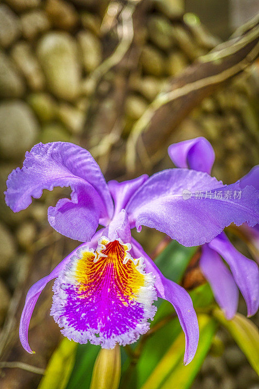 五月花(Cattleya mossiae)是一种兰花。